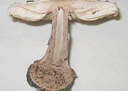 Gartenriesenschirmling (Macrolepiota bohemica) Pilzfinder.de