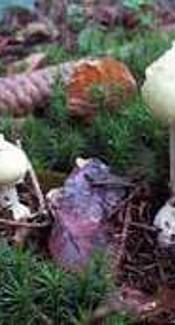 Gelber Knollenblätterpilz