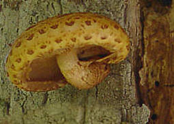 Goldfellschüpling