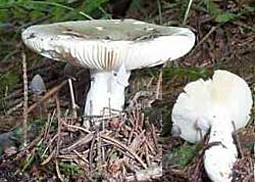 Grüner Heringstäubling