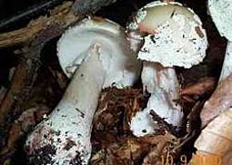 Grauer Wulstling