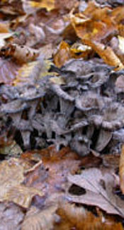 Grauer Leistling