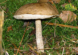 Birkenpilz