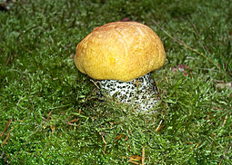 Birkenpilz