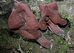 Bischofsmütze