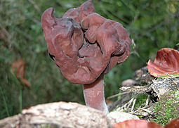 Bischofsmütze