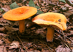Brätling
