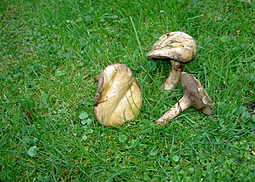 Butterpilz