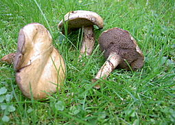 Butterpilz