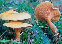 Falscher Pfifferling