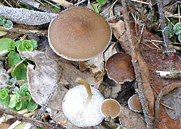 Fichtenzapfenrübling