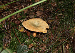 Fichtenreizker