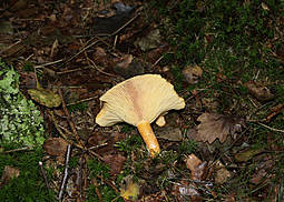 Fichtenreizker