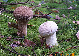 Flaschendstäubling