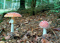 Fliegenpilz