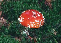 Fliegenpilz