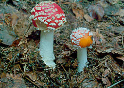 Fliegenpilz