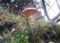 Fliegenpilz