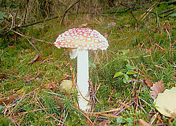 Fliegenpilz
