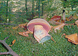 Flockenstieliger Hexenröhrling