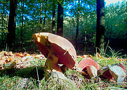 Flockenstieliger Hexenröhrling