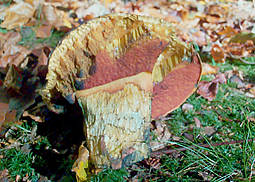 Flockenstieliger Hexenröhrling
