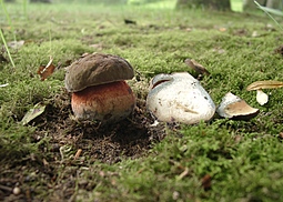Flockenstieliger Hexenröhrling
