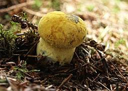 Flockenstieliger Hexenröhrling (gelb)