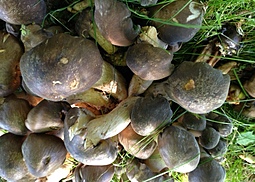 Frostrasling