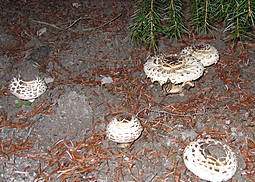 Gartenriesenschirmling
