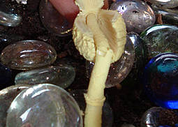 Gelber Faltenschirmling
