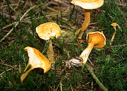 Falscher Pfifferling