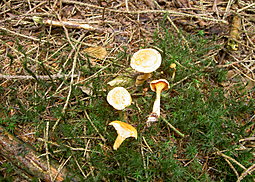 Falscher Pfifferling