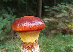 Goldröhrling