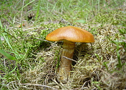 Goldröhrling