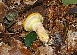 Goldröhrling