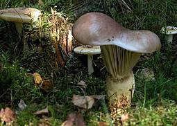 Großer Gelbfuß