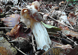 Herbstlorchel