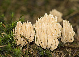 Dreifarbige Koralle