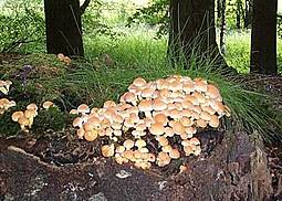 Grünblättriger Schwefelkopf