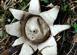 Gewimperter Erdstern
