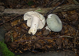 Grüngefelderter Täubling