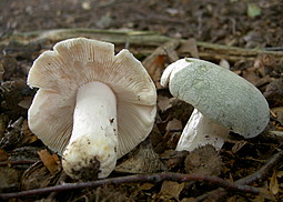 Grüngefelderter Täubling