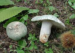 Grüngefelderter Täubling