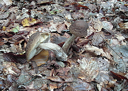 Hainbuchenröhrling