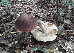 Hainbuchenröhrling