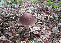 Hainbuchenröhrling