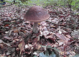 Hainbuchenröhrling