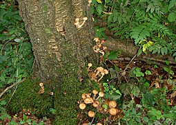 Hallimasch