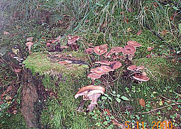 Hallimasch